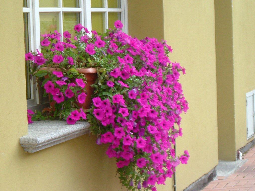 Hotel Del Fiume Cannobio Eksteriør billede